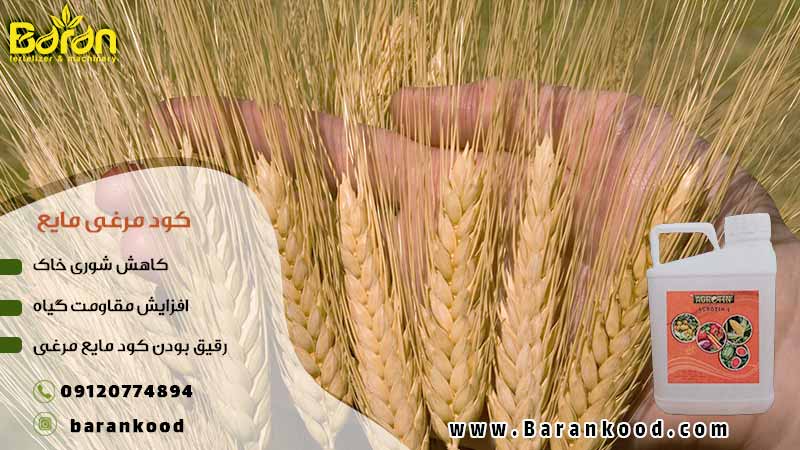 کود مایع مرغی