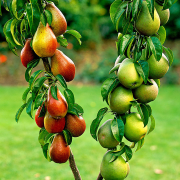 خرید آنلاین کود