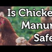 کود مرغی ارگانیک