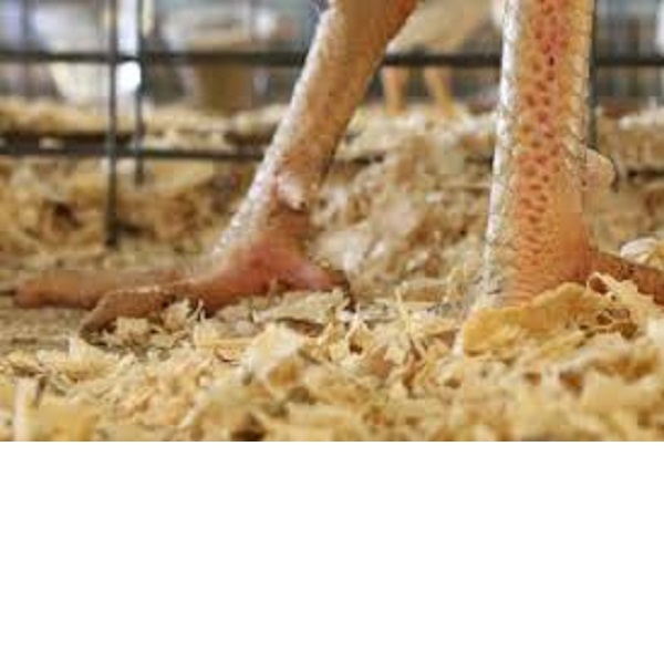 قیمت کود مرغی پلیت | توزیع کنندگاه انواع کود حیوانی