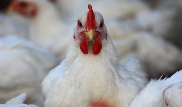 خریدار کود مرغی پلیتی، گرانوله و مایع