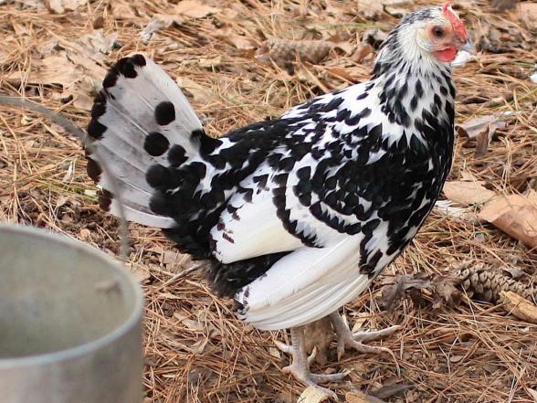 ارزان ترین کود مرغی فرآوری شده در کشور