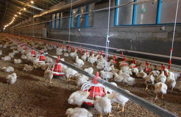 تولید عمده کود مرغی در ایران