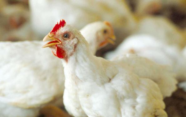 خرید مستقیم کود مرغی از تولید کننده
