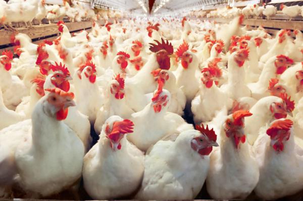 ارزان ترین قیمت کود مرغی