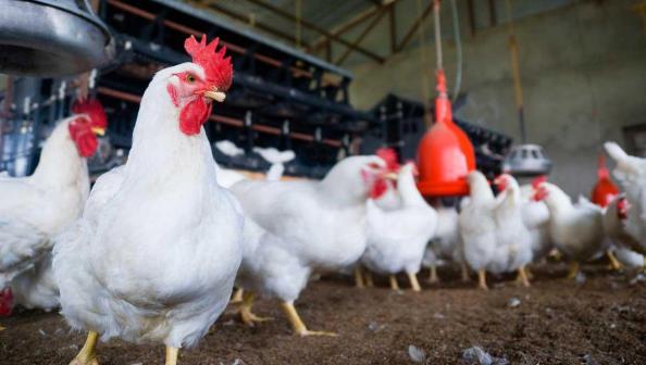 اهمیت کود مرغی مایع در کشاورزی