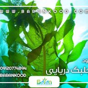 کود جلبک دریایی