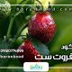کود فروت ست