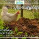 کود کمپوست مرغی