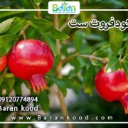 کود فروت ست