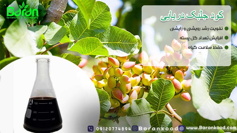 کود جلبک دریایی