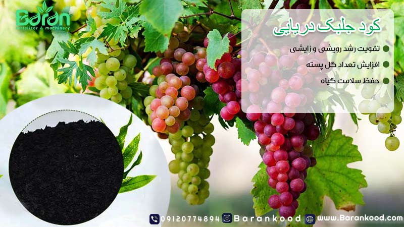 کود جلبک دریایی