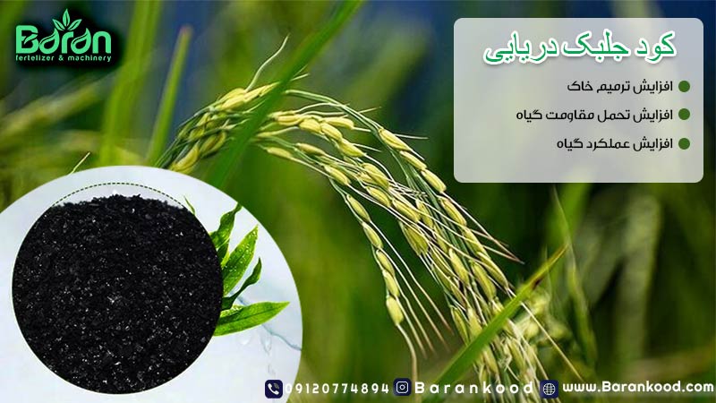 کود جلبک دریایی
