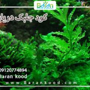 کود جلبک دریایی