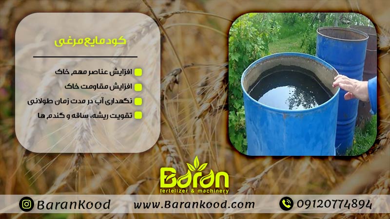 کود مخصوص گندم و جو