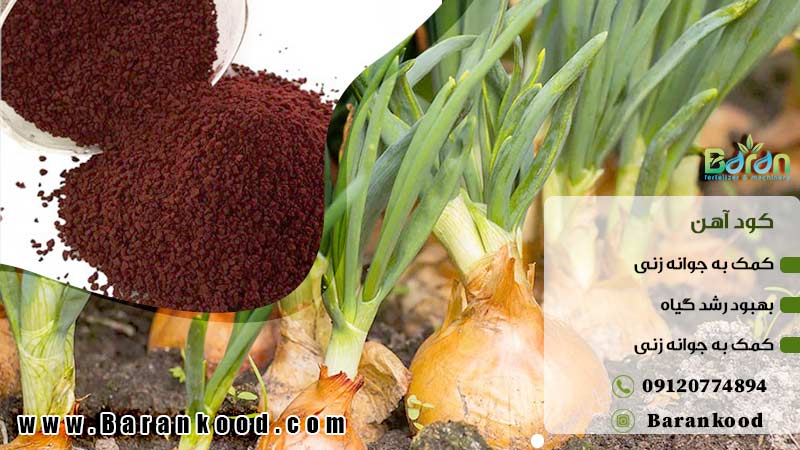 کود اختصاصی پیاز