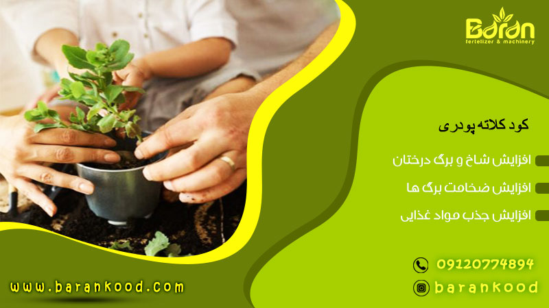 کود کلات آهن