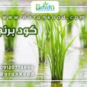 کود برنج