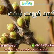 کود فروت ست