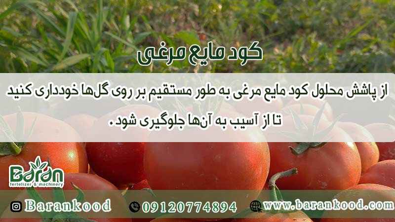 کود مایع مرغی