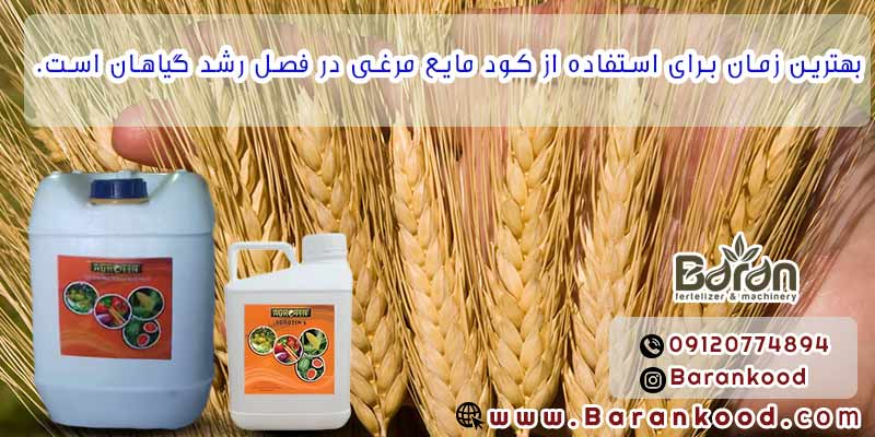 کود مایع مرغی