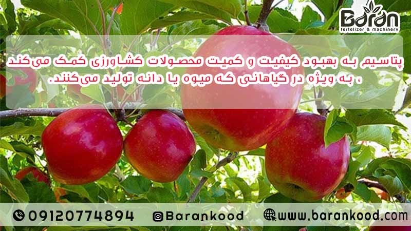 کود پتاس بالا