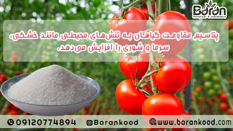 کود پتاس بالا