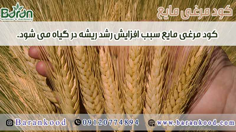 کود مرغی مایع