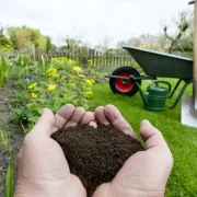 خرید کود فسفر بالا