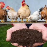 خرید کود مرغی فله ای