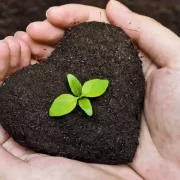 فروش عمده کود مرغی