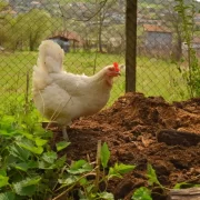 خرید عمده کود مرغی فله ای