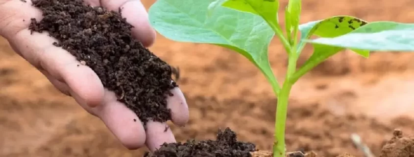 خرید کود مرغی برای کدو