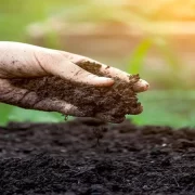 خرید کود مرغی پوسیده