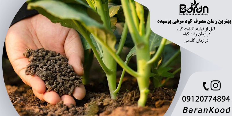 کود مرغی پوسیده