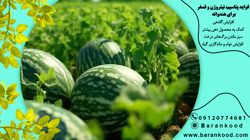 کود مرغی برای هندوانه