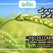 کود مرغی برای جو