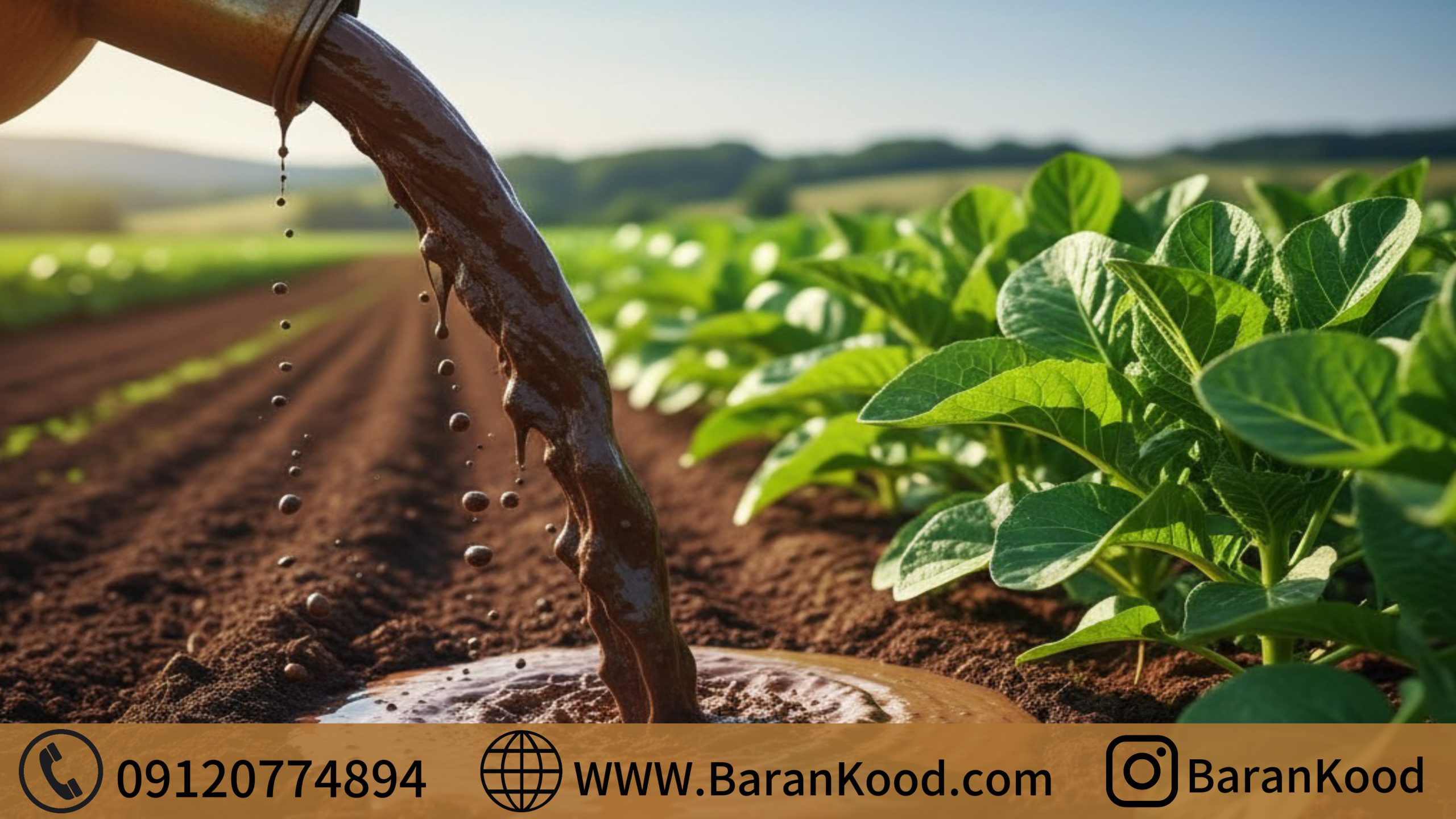 تاثیر کود مایع مرغی بر رشد و گلدهی گیاه خشخاش