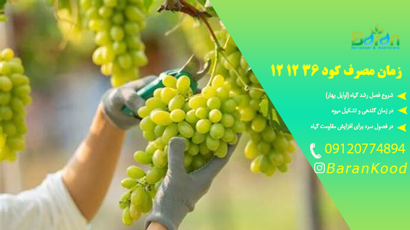 زمان مصرف کود ۳۶ ۱۲ ۱۲