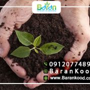 کود فسفر بالا