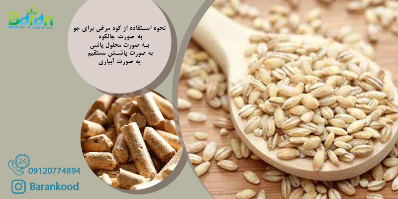 کود مرغی برای جو 