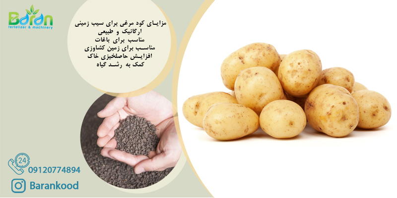 کود مرغی برای سیب زمینی