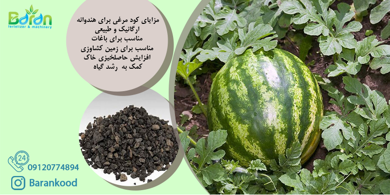 کود مرغی برای هندوانه