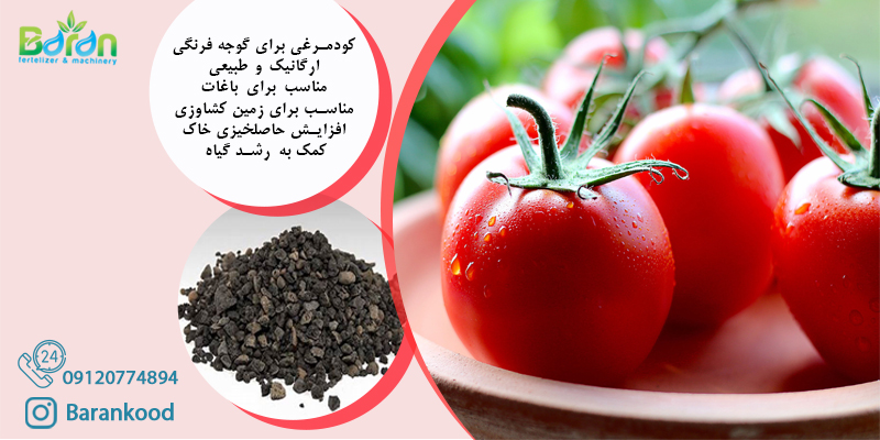 کود مرغی برای گوجه فرنگی