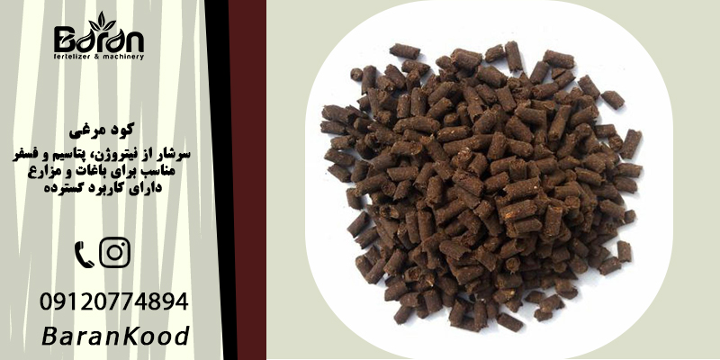 کود مرغی برای گوجه فرنگی 