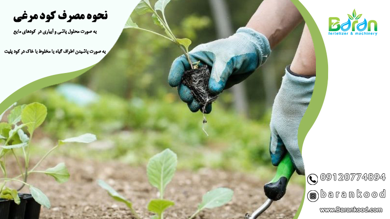 کود مرغی برای گوجه فرنگی