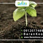 کود پتاس بالا برای برنج