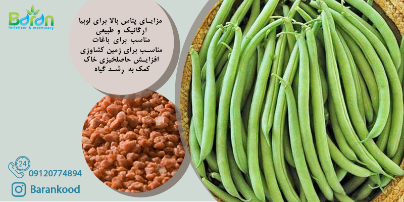 مزایای پتاس بالا برای لوبیا