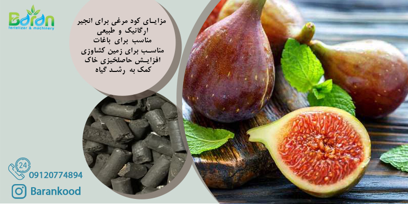 مزایای کود مرغی برای انجیر