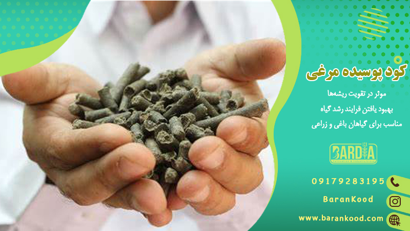 کود پوسیده مرغی